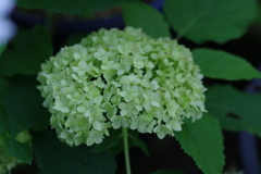 庭紫陽花
