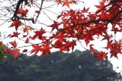 ようやく色づいた庭紅葉