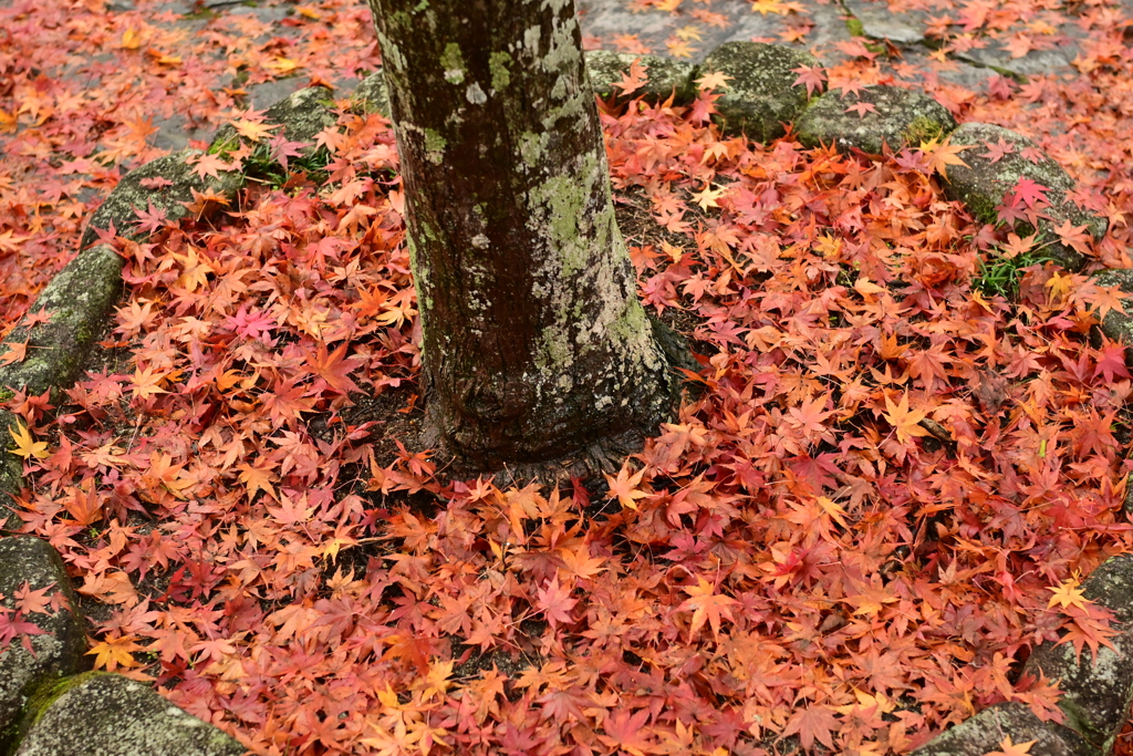 夫婦で紅葉狩り