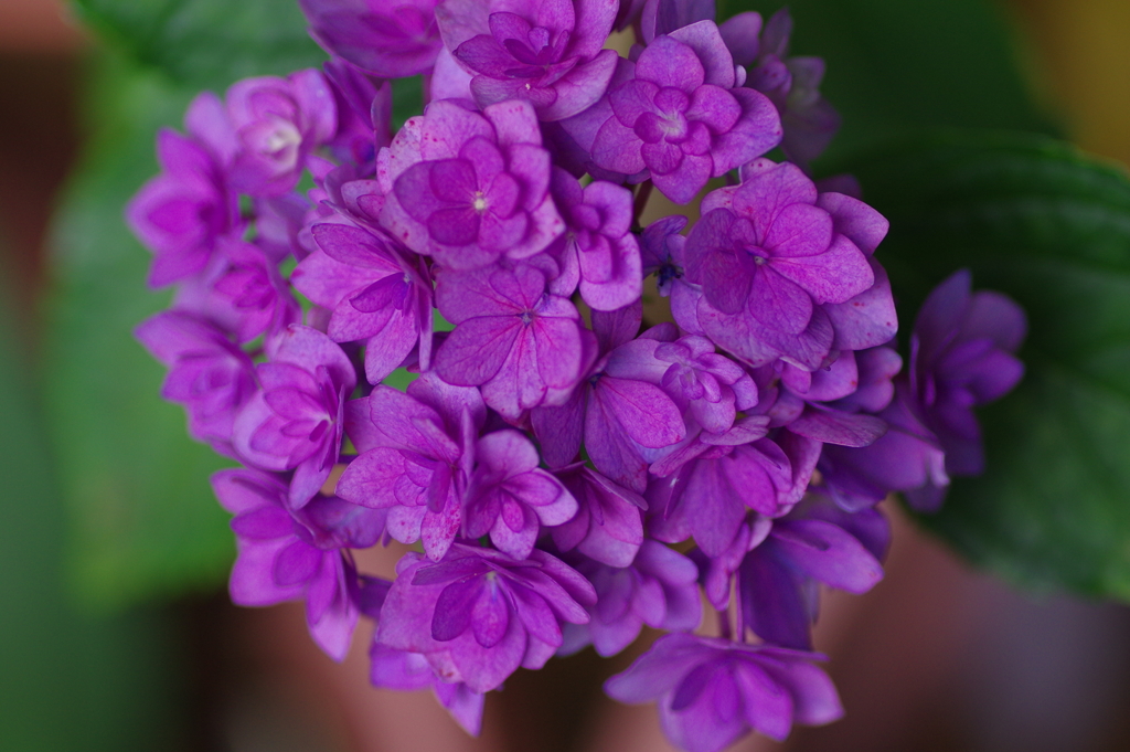 次々開花する紫陽花
