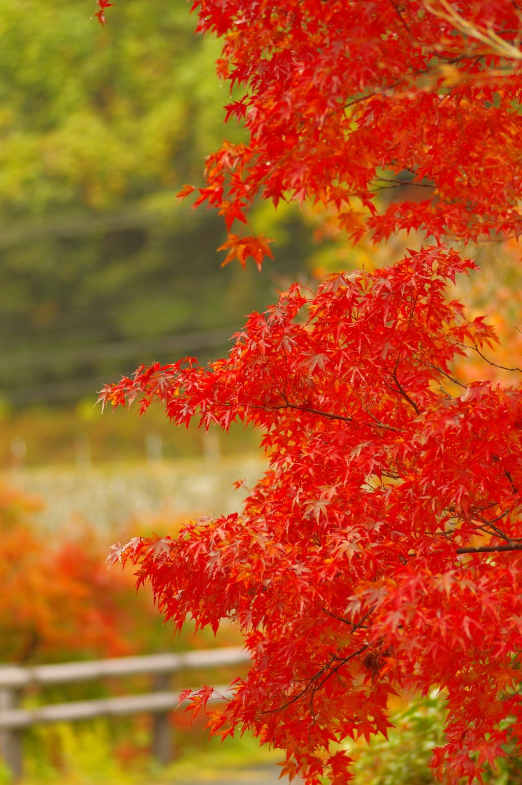 夫婦で紅葉狩り