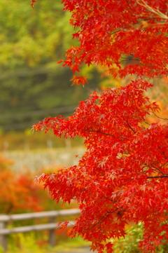夫婦で紅葉狩り
