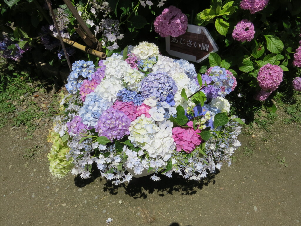 果子乃季 あじさい園 別感性から