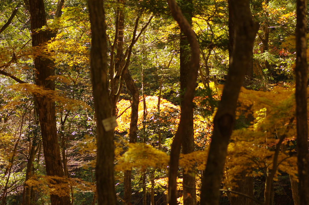 紅葉狩り