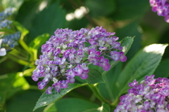 実家の紫陽花