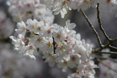 今年の桜は見頃が撮れず