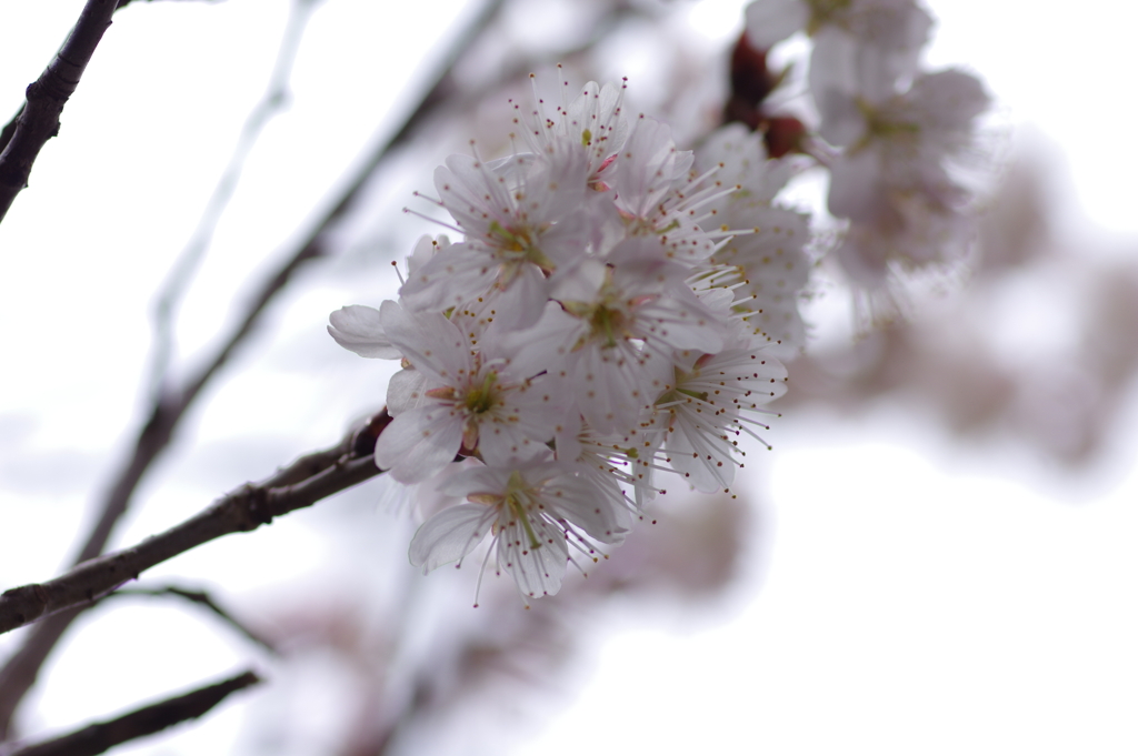 庭の桜