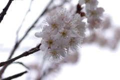庭の桜