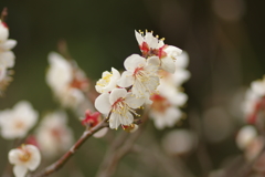 仕事帰りに梅園散策