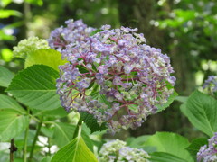果子乃季 あじさい園 別感性から