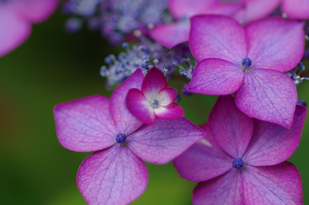 続庭紫陽花