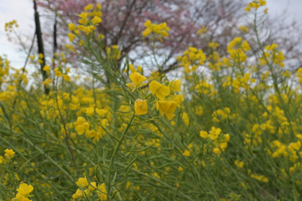 菜の花と河津桜