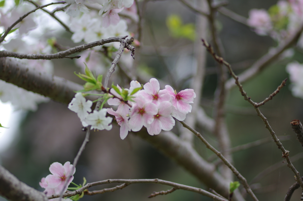 子供を抱えながらの花見