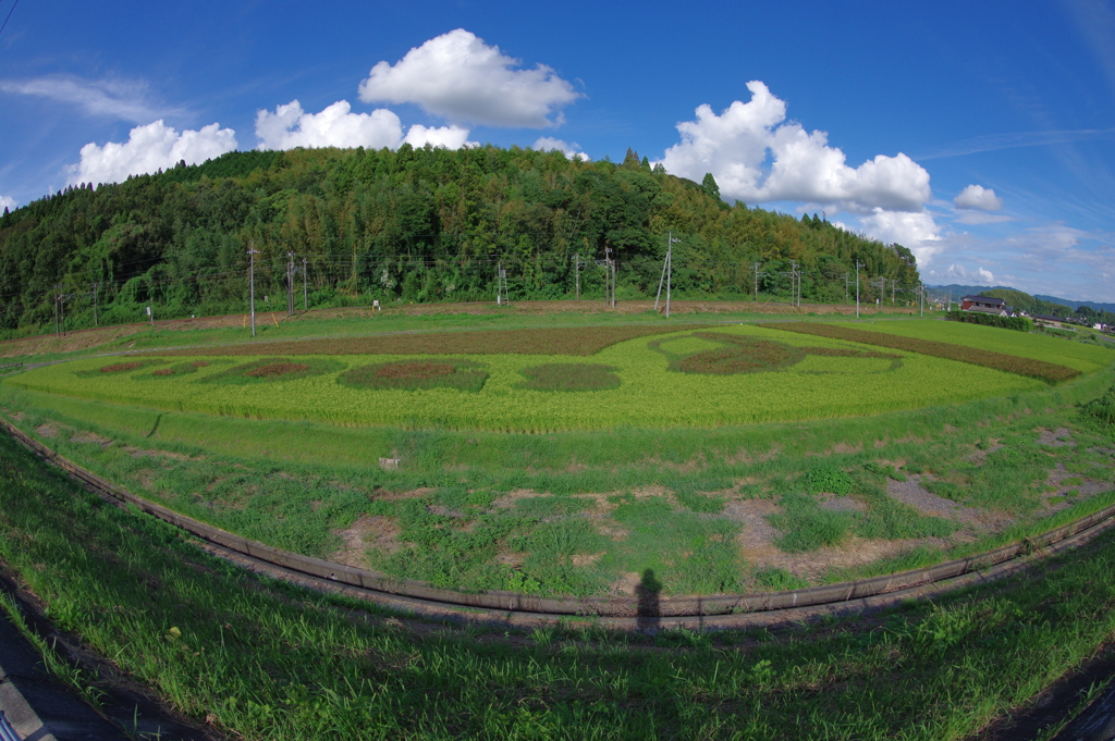 田んぼアート2022