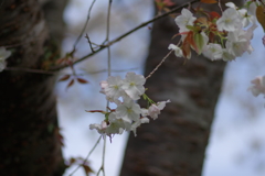 雨上がり一人でお花見