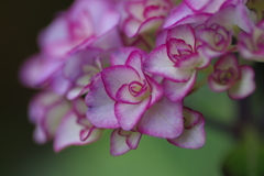 紫陽花始まりました