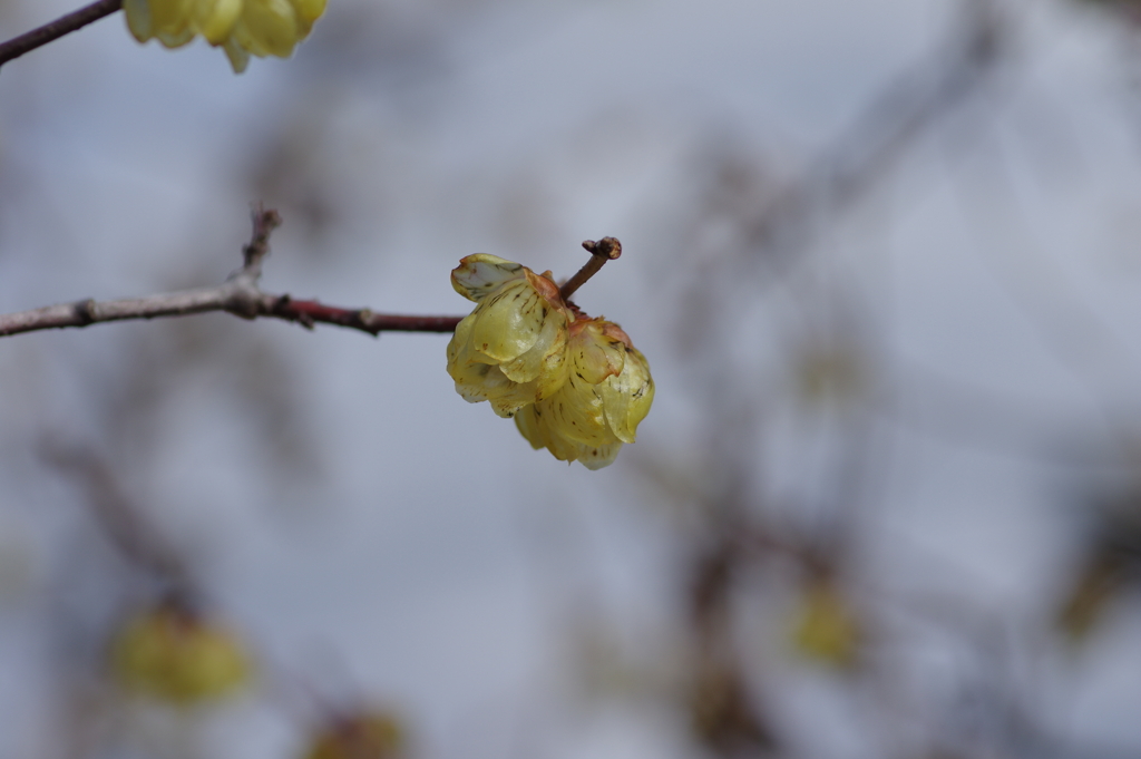 蝋梅もマクロで