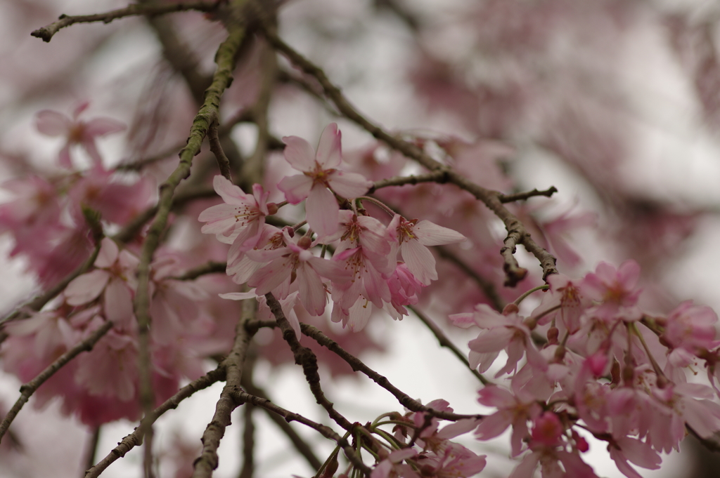 雨上がりお花見2021