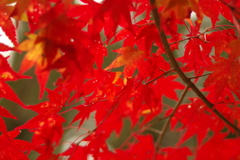 紅葉狩り２０２１