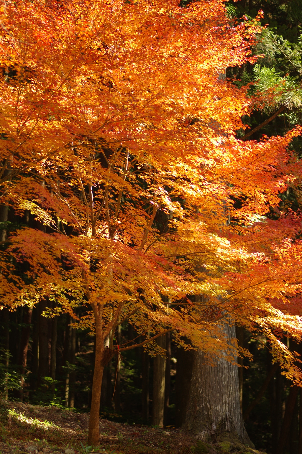 紅葉狩り2020