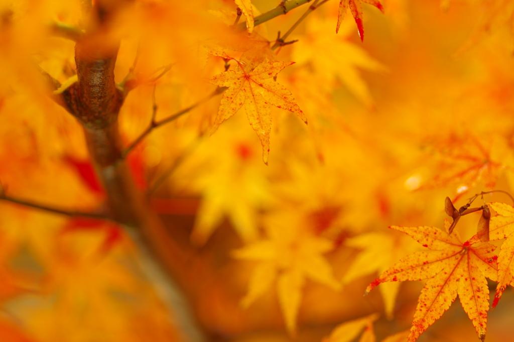 夫婦で紅葉狩り