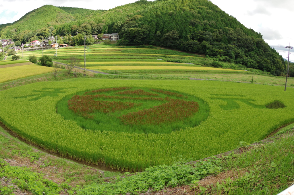 田んぼアート2019　in田布施