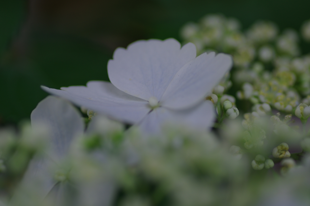 母の日に送った花