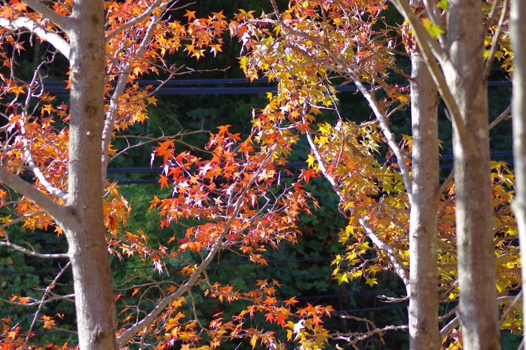 コントラスト不足