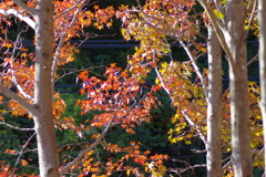 コントラスト不足