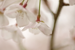 雨上がりお花見2021