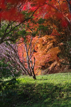 伊藤公記念公園の紅葉