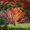 伊藤公記念公園の紅葉