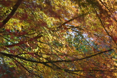 伊藤公記念公園の紅葉