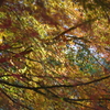 伊藤公記念公園の紅葉