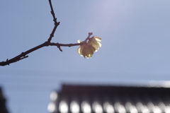 蝋梅もマクロで