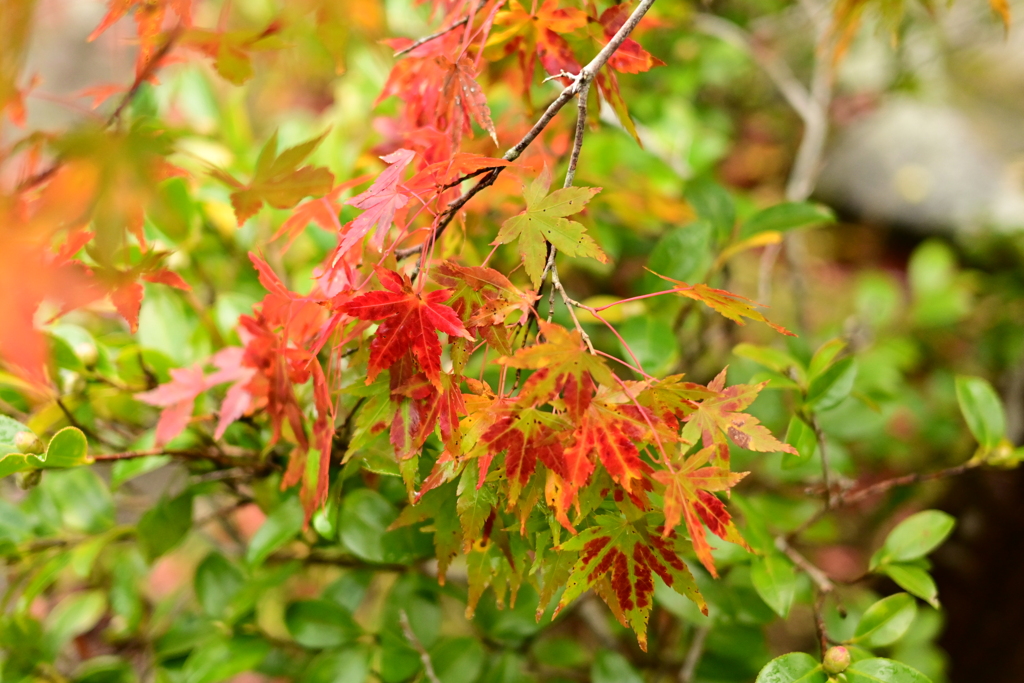 夫婦で紅葉狩り