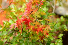 夫婦で紅葉狩り