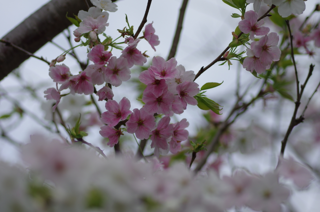 子供を抱えながらの花見