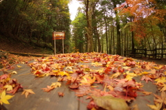 紅葉狩り２０２１