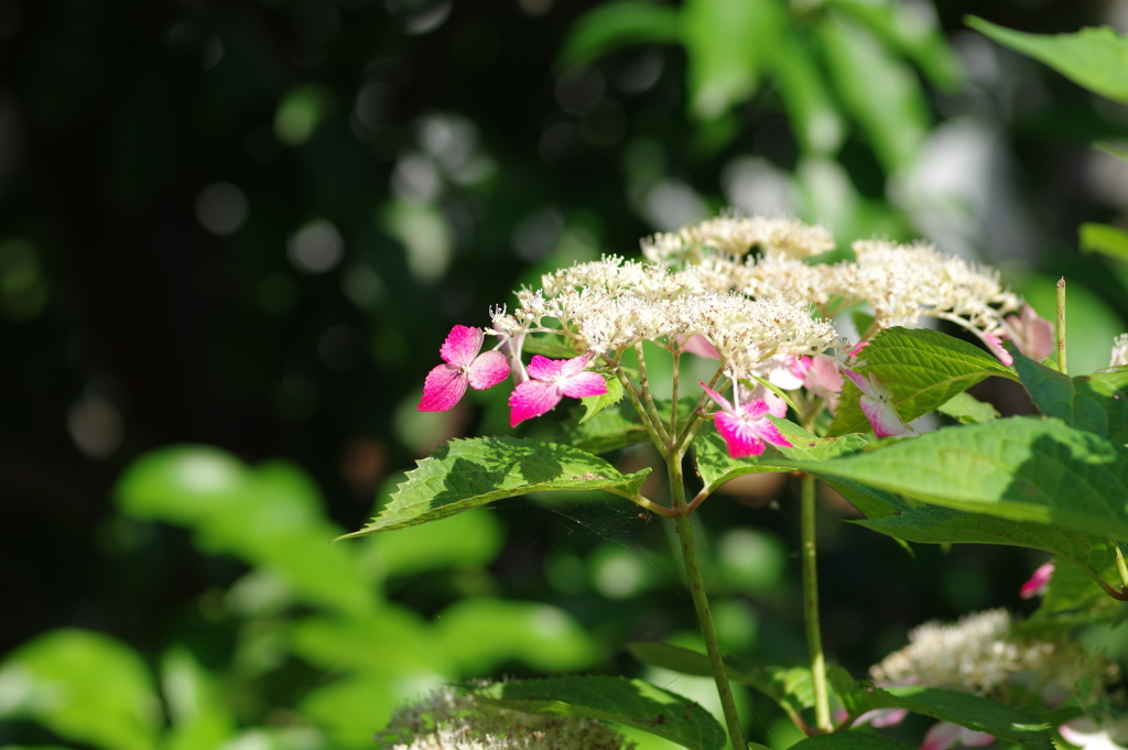 庭紫陽花