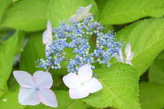 一眼持ってあじさい園へ