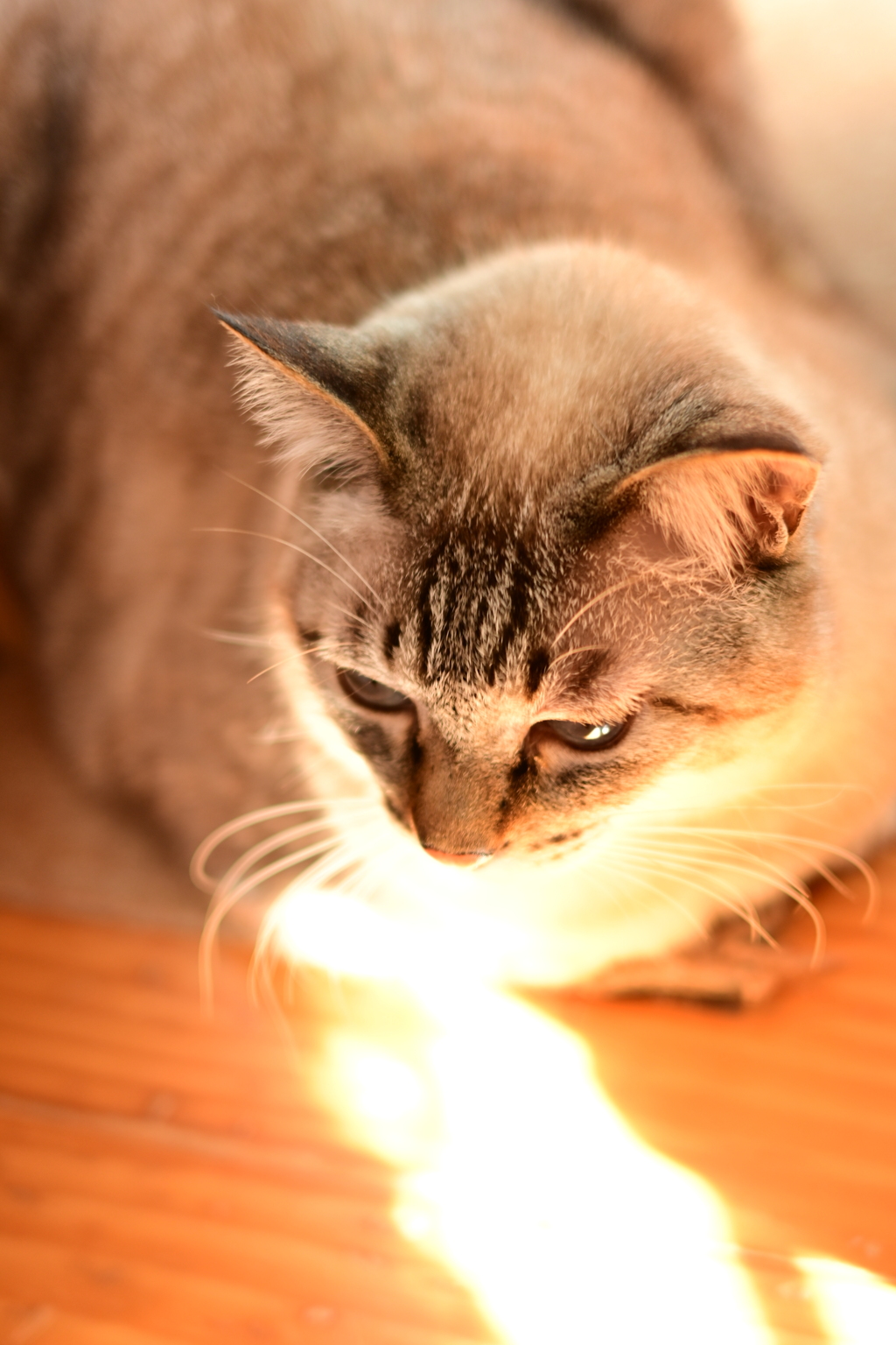 山猫軒