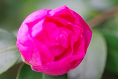 椿