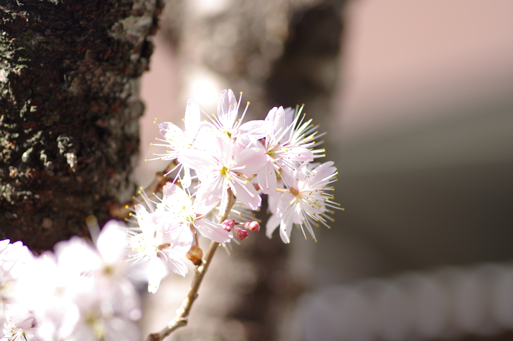 庭桜