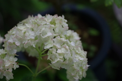 庭紫陽花
