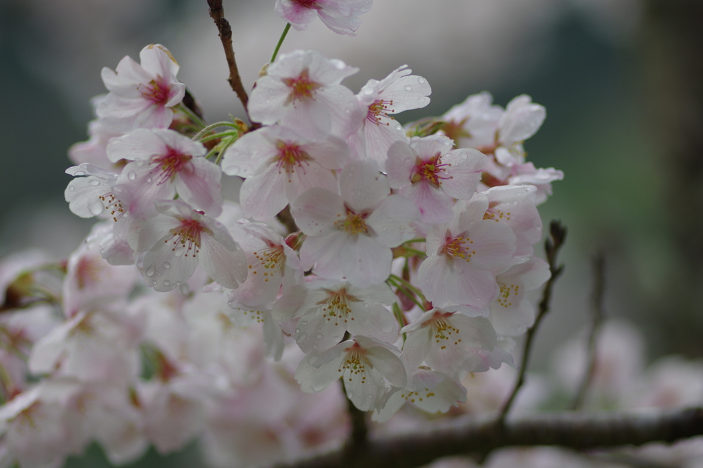 雨上がり一人でお花見