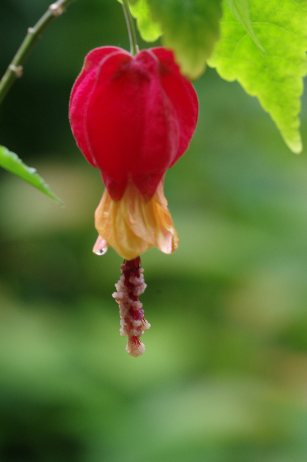 一輪だけ残ったウキツリボクの花