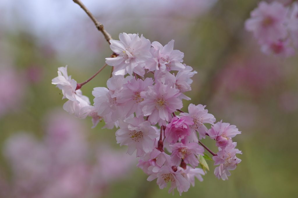 サクラサク別日