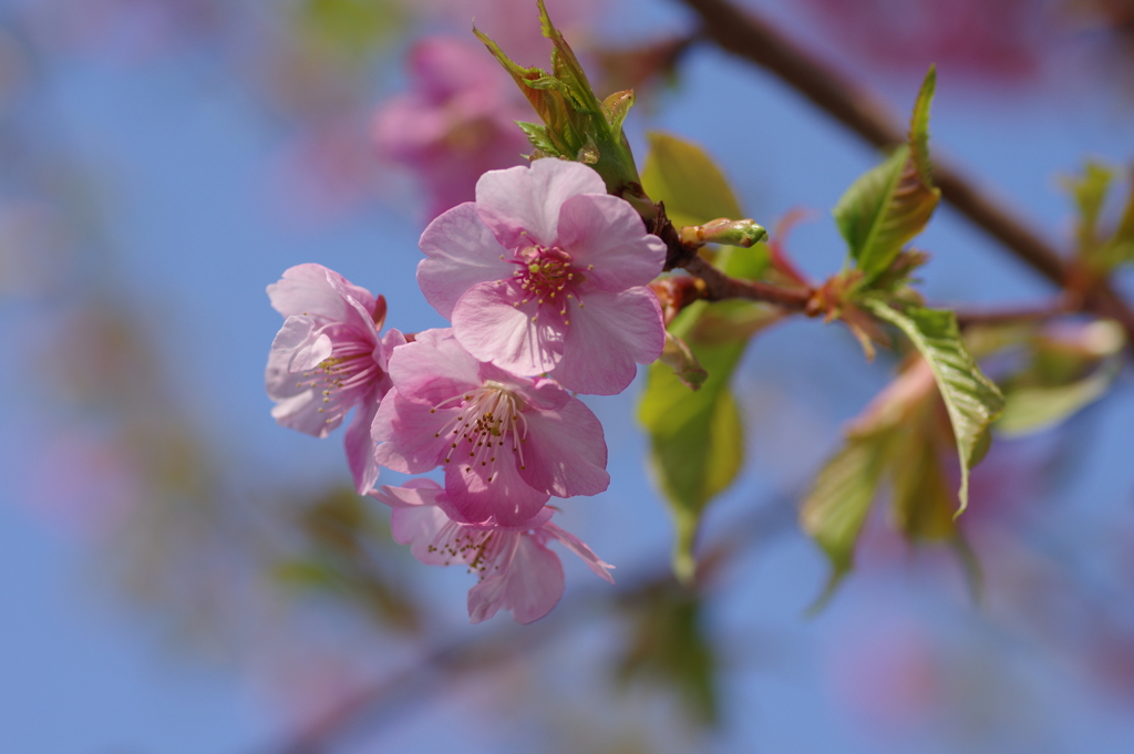 桜