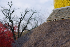 伊藤公記念公園の紅葉